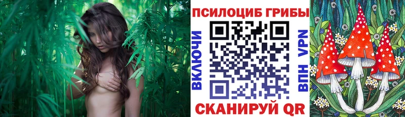 Купить закладки  Сосновоборск  Псилоцибиновые грибы Psilocybine cubensis 